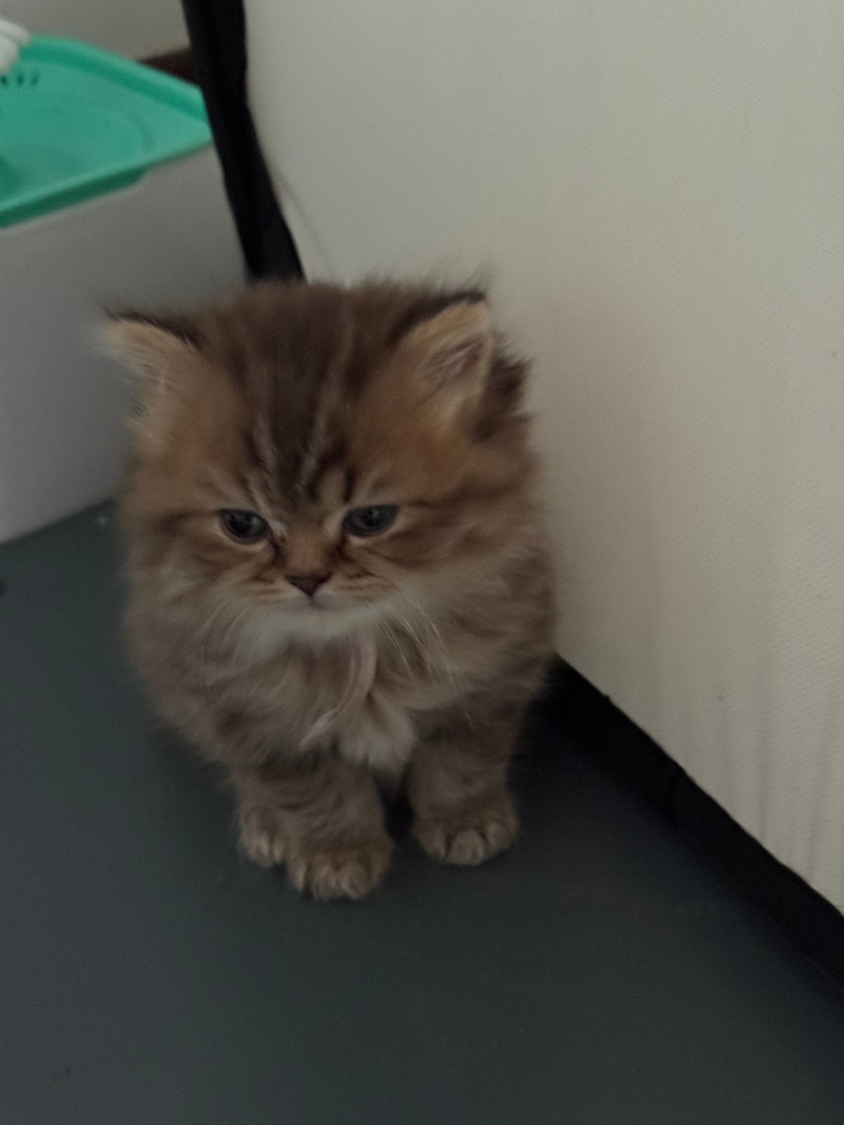British Shorthair Kitten ( vrouwtje), Dieren en Toebehoren, Poes