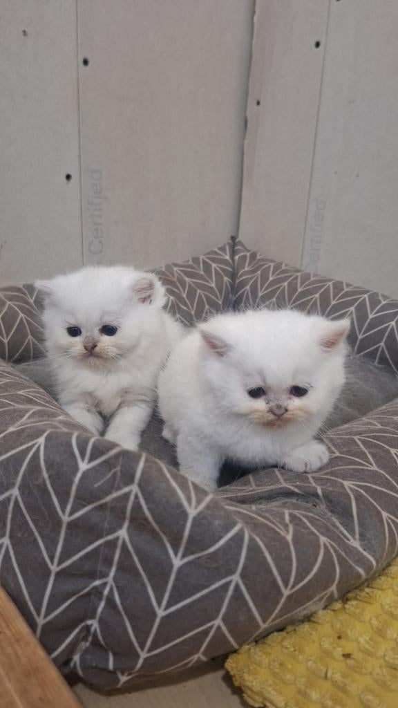 2 kater te koop, Dieren en Toebehoren, Kater, Ontwormd, 0 tot 2 jaar