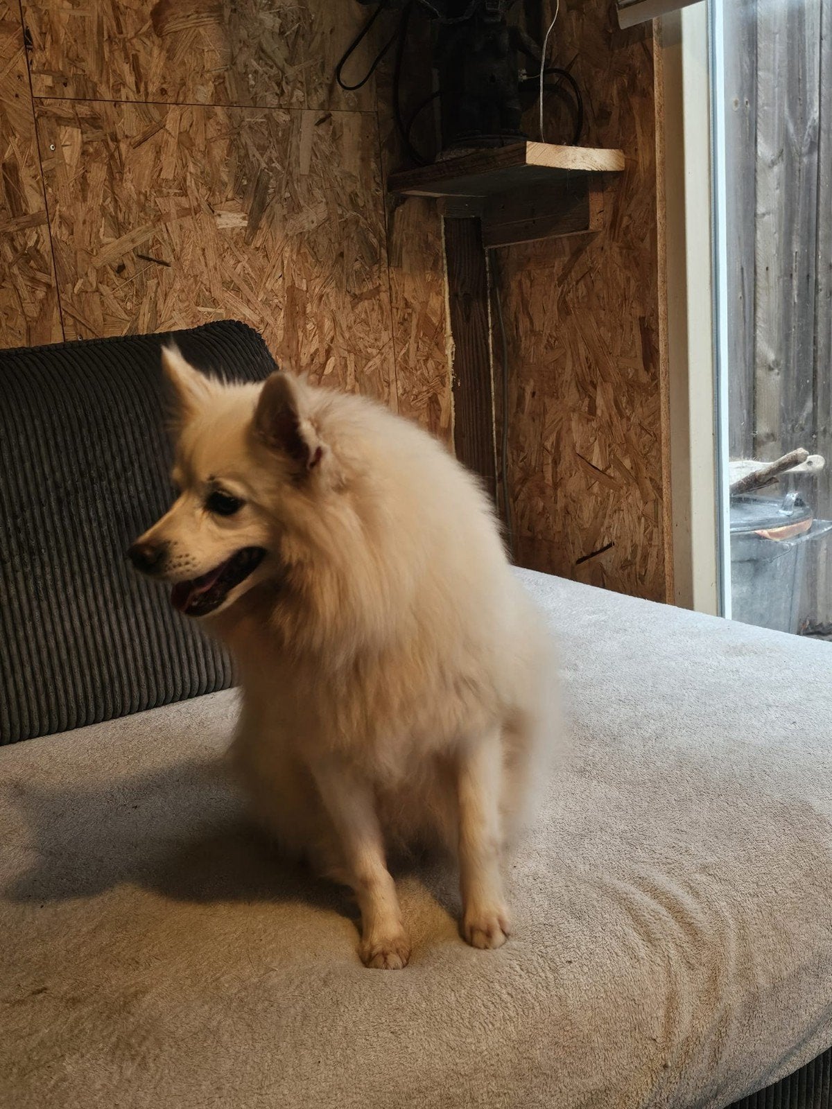 keeshond teefje, 6 jaar of ouder, Teef, Eén hond, Klein