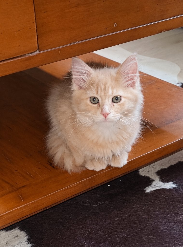 zeer mooie,  'classic' Maine Coon katertje, Kater, Gechipt, 0 tot 2 jaar