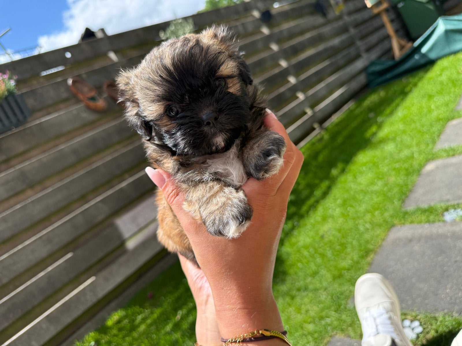 Boomer pups, Parvo, Overige rassen, 8 tot 15 weken, Meerdere
