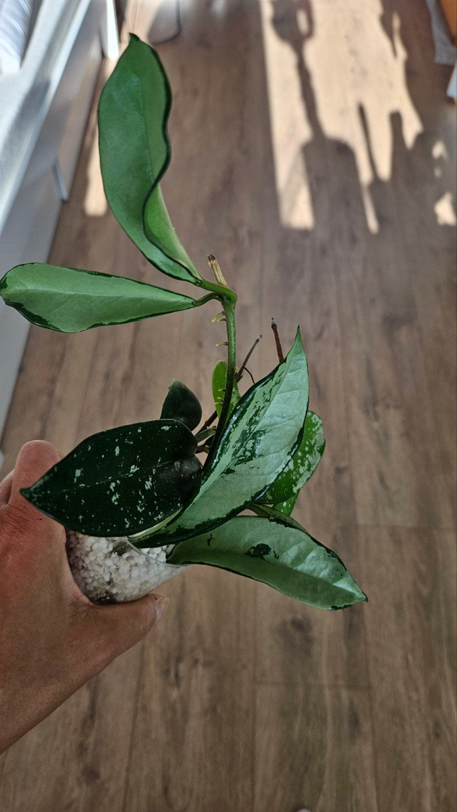 Hoya ah74, Huis en Inrichting, Ophalen of Verzenden, Halfschaduw, Minder dan 100 cm
