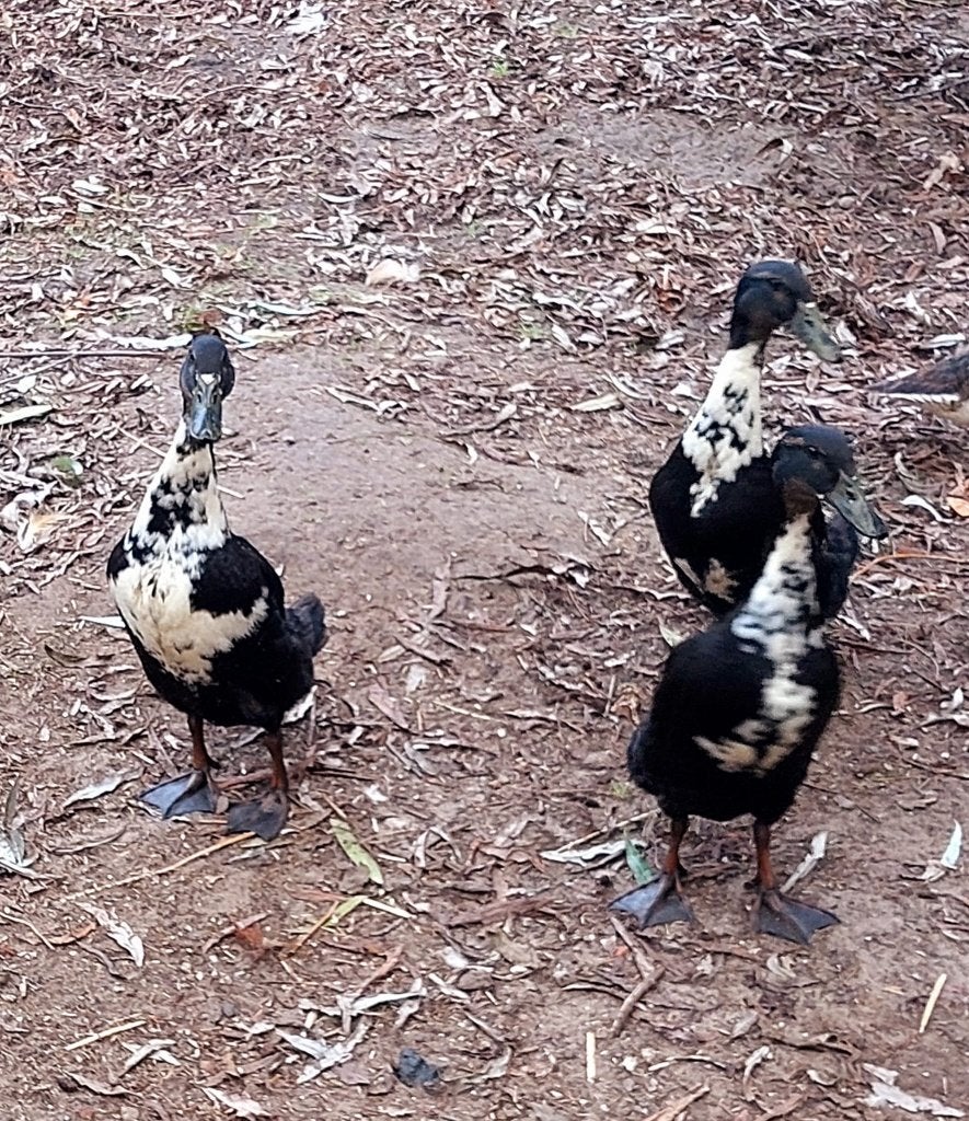 Bonte loopeenden 1 man 3 vrouwen., Dieren en Toebehoren, Meerdere dieren, Eend