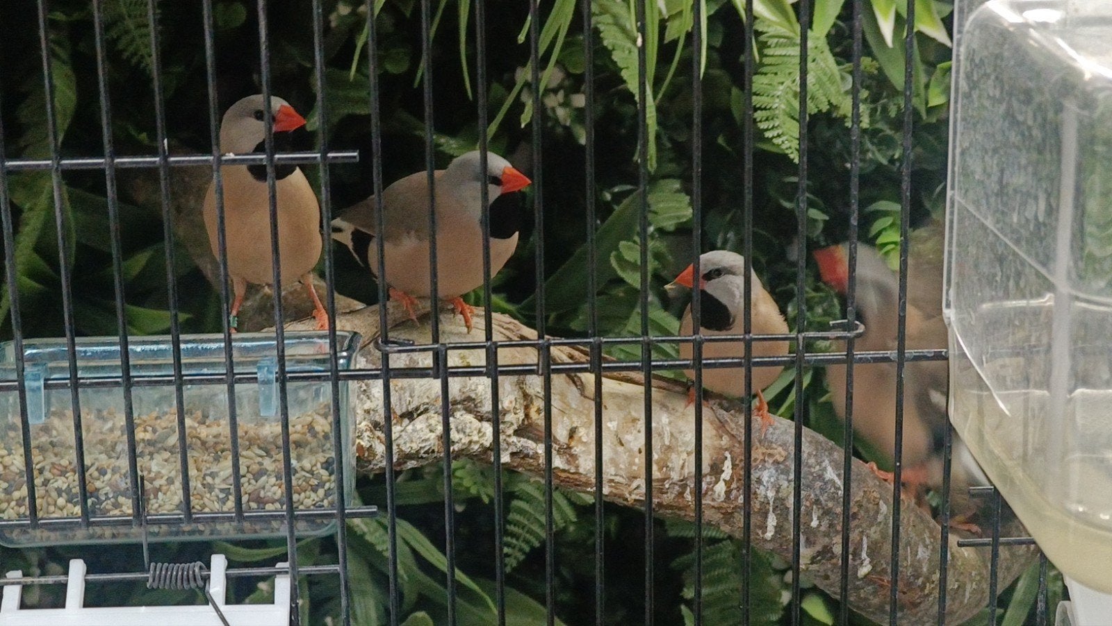 spitstaart amadines, Dieren en Toebehoren, Vogels | Overige Vogels, Meerdere dieren