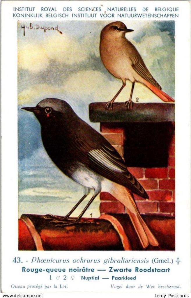 Zwarte roodstaart / Black Redstart – Nº 43 – (KBIN / IRSNB), Verzenden, 1940 tot 1960, Ongelopen, Vogel