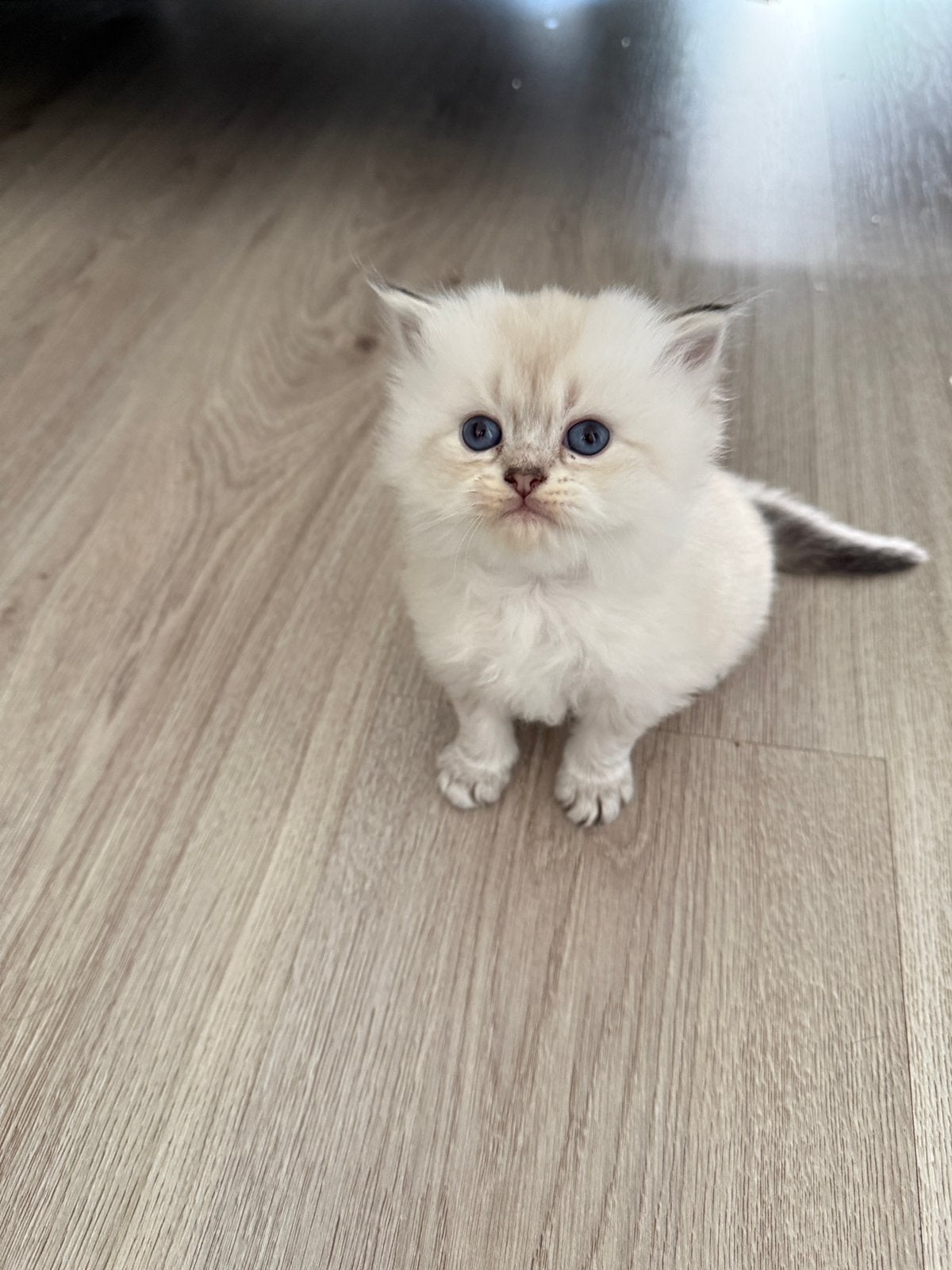 Britse Langhaar kittens, Meerdere dieren