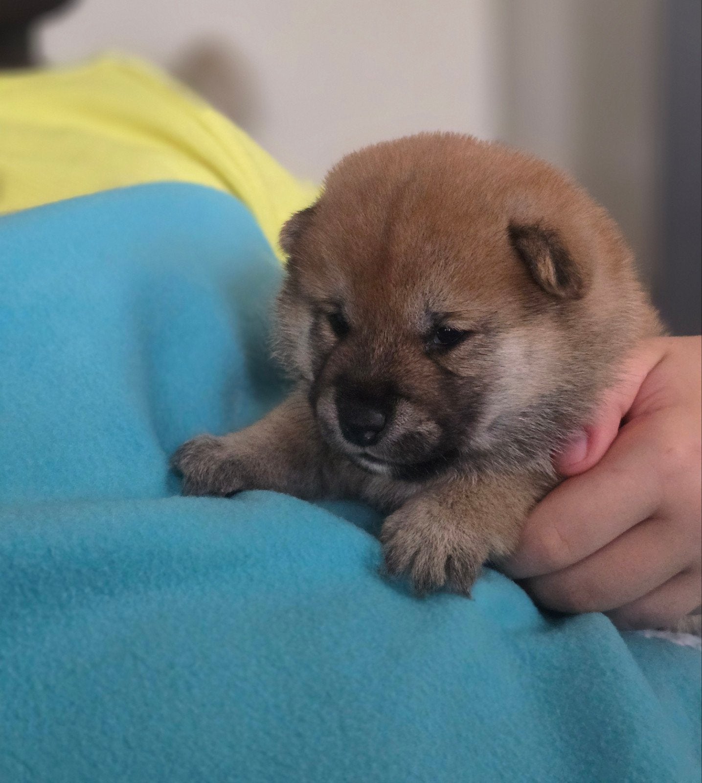 Shiba inu pups met f.c.i stamboom, Parvo, 8 tot 15 weken, Meerdere, Meerdere dieren
