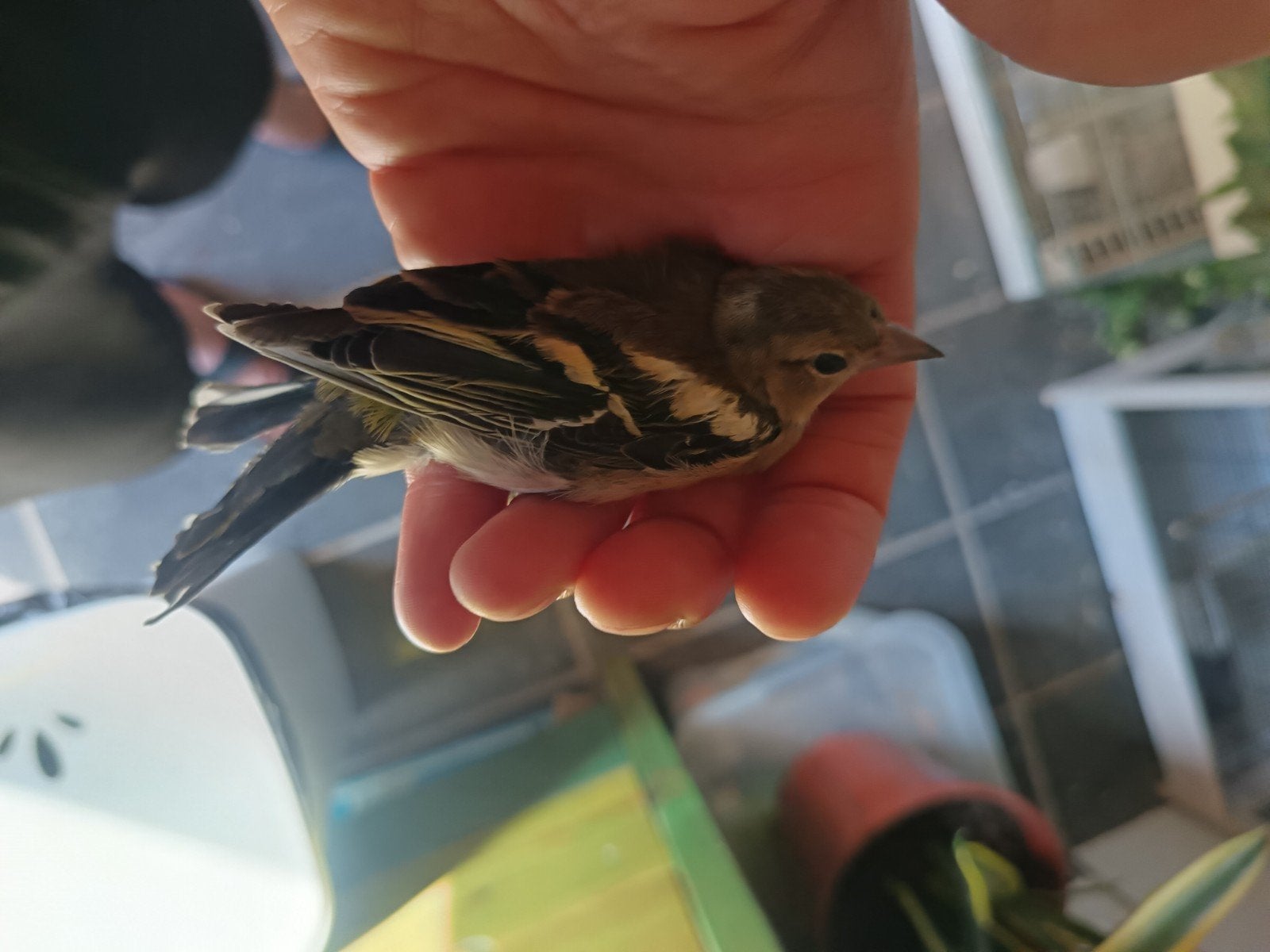 Europese vink pop, Vrouwelijk, Bastaard