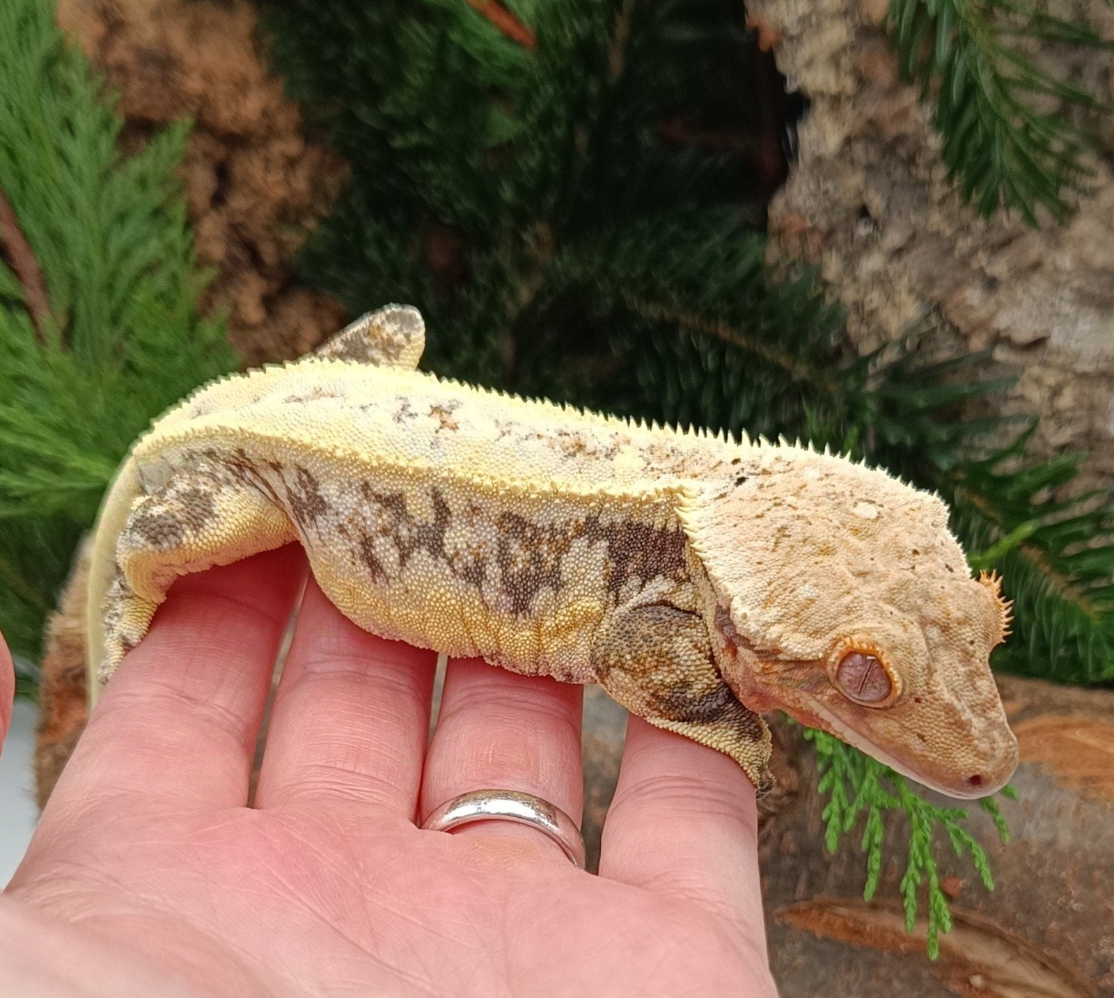 Wimpergekko man Lilly White Crested Gecko photo 6