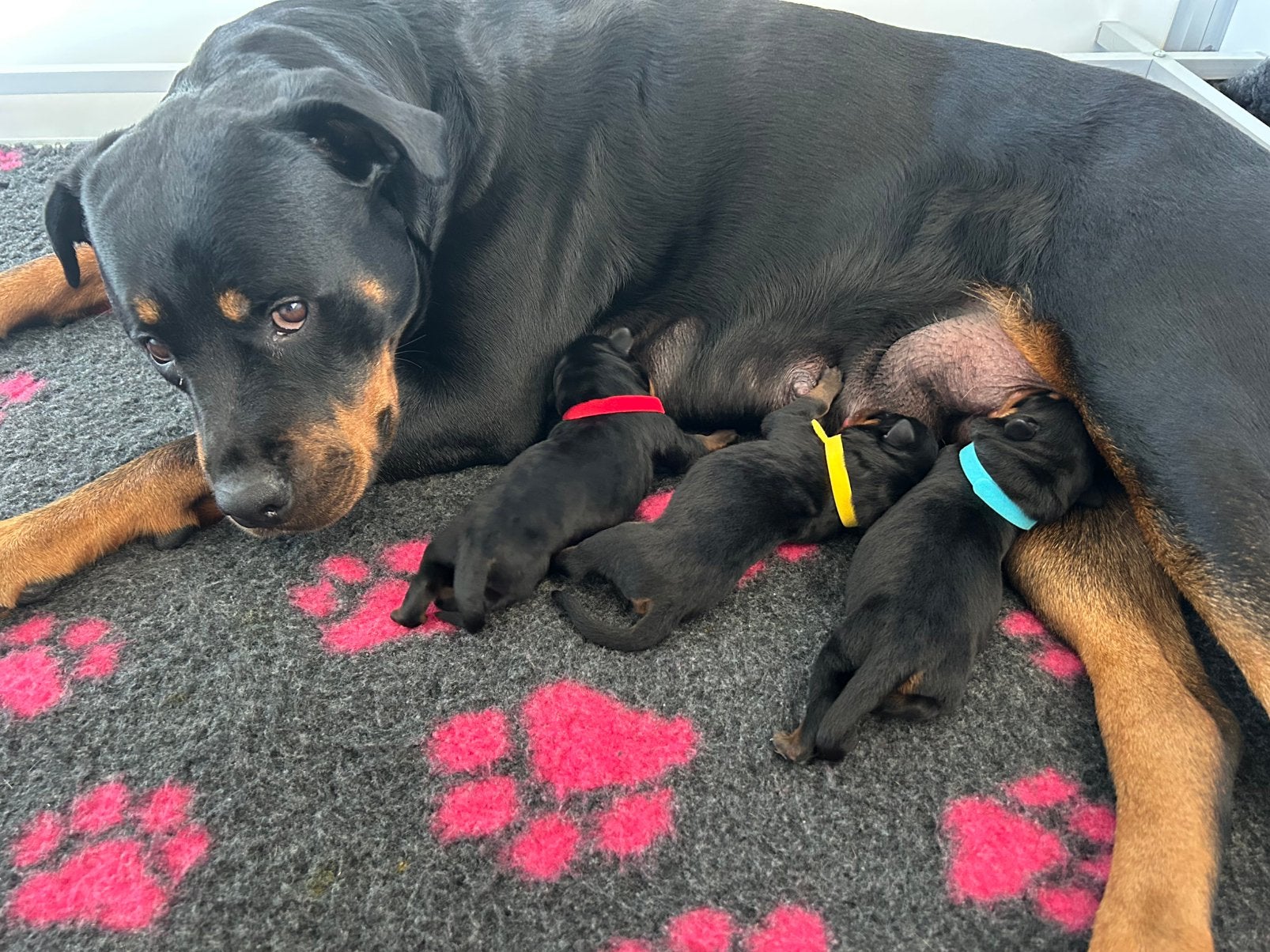 Rottweiller pups 3 reutjes.  !! Uit ouderwetse combi, Dieren en Toebehoren, Reu, 8 tot 15 weken, Meerdere, Nederland