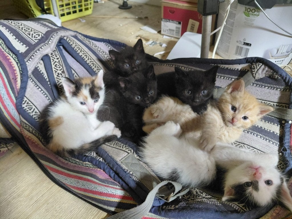 Kittens, Dieren en Toebehoren, Meerdere dieren, 0 tot 2 jaar