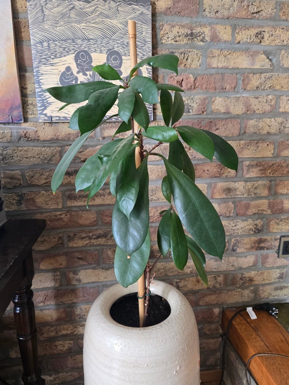 Ficus plant van 65 cm hoog, weinig water nodig, Huis en Inrichting, Kamerplanten, Ficus, In pot, Minder dan 100 cm, Groene kamerplant