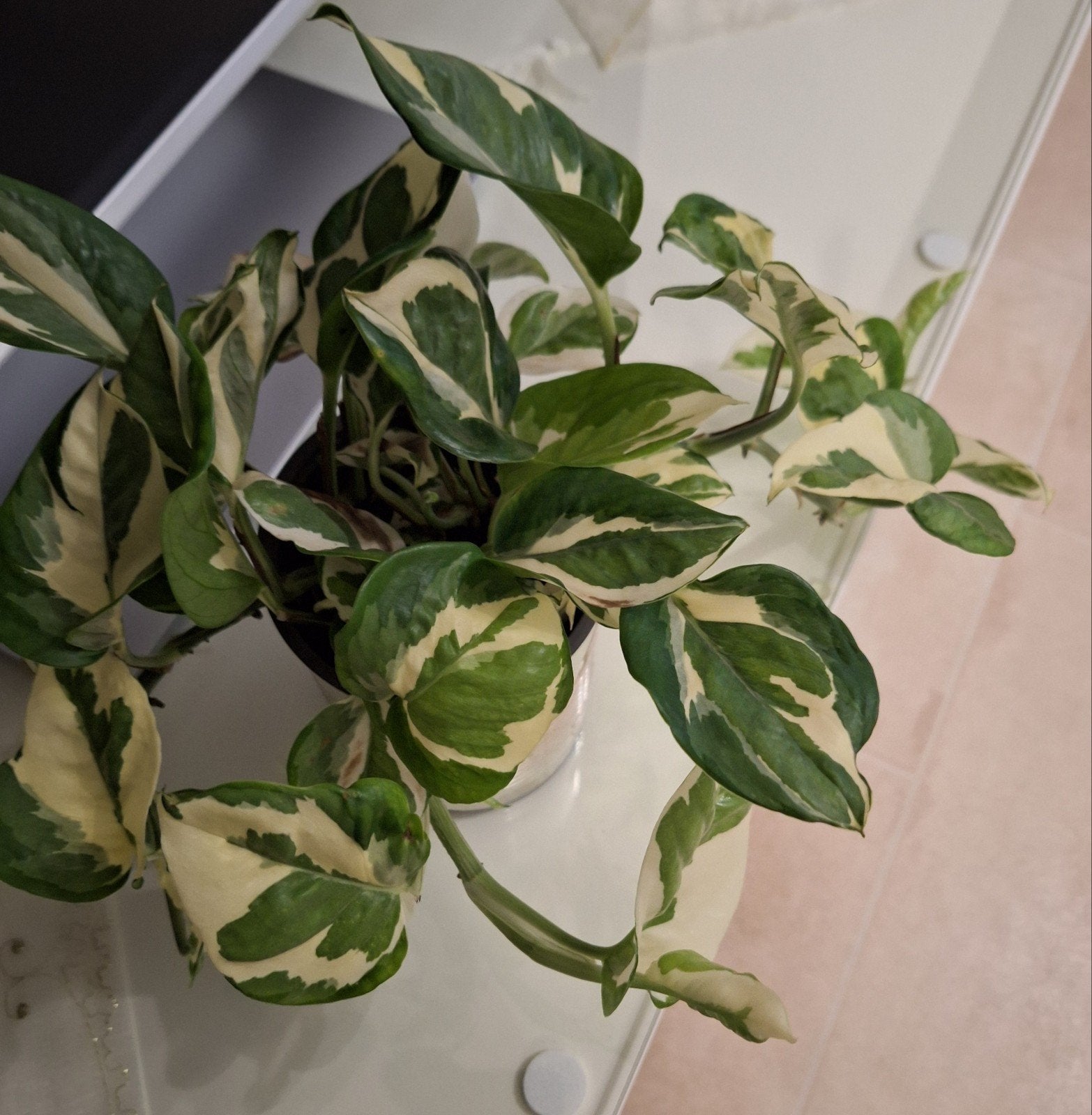Prachtige Scindapsus Pictus 'N'Joy' kamerplant in pot, Huis en Inrichting, Kamerplanten, Ophalen
