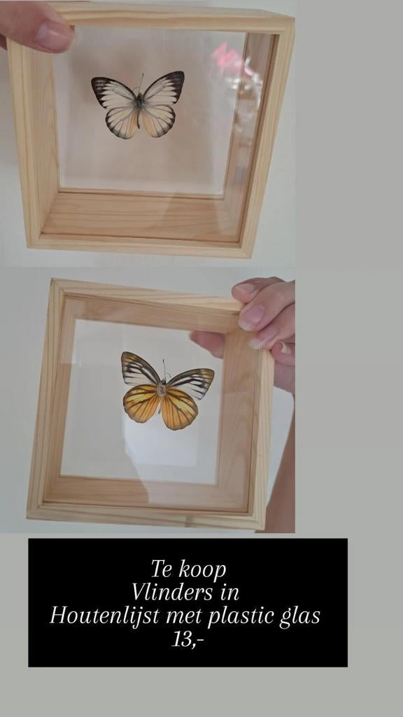 Vlinder in Houten lijst met plastic glas., Ophalen of Verzenden