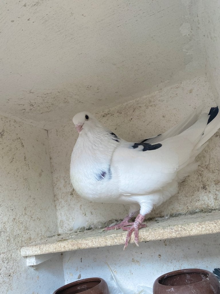 Duif, Dieren en Toebehoren, Vrouwelijk, Kropper