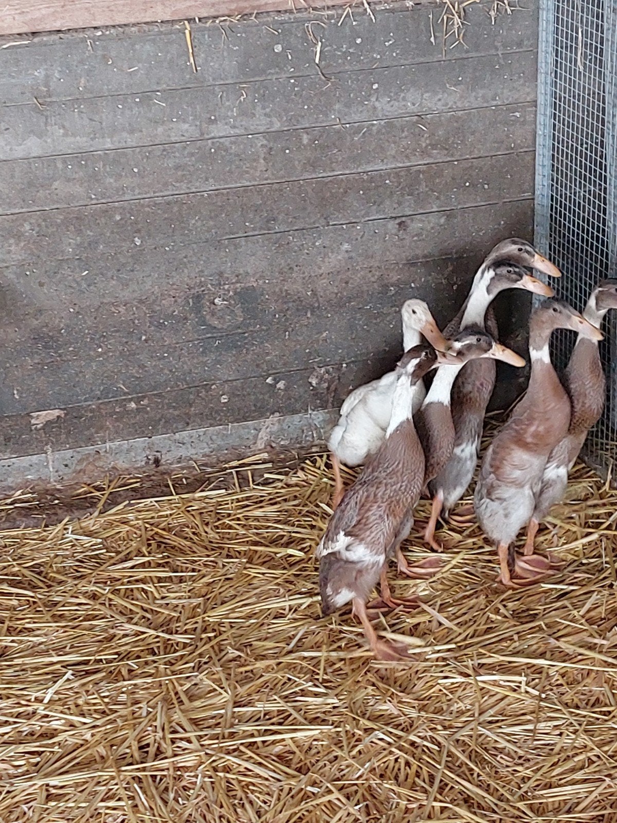 jonge indische loopeenden/fles eenden, Dieren en Toebehoren, Pluimvee, Meerdere dieren, Eend
