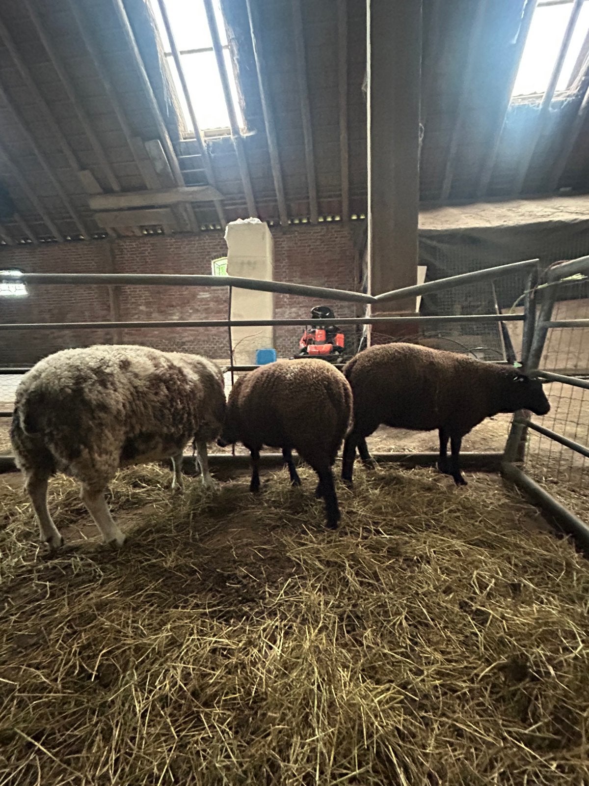 lammeren 2 x ram 1 x ooi, Dieren en Toebehoren, Schapen, Geiten en Varkens, Meerdere dieren, Schaap, 0 tot 2 jaar
