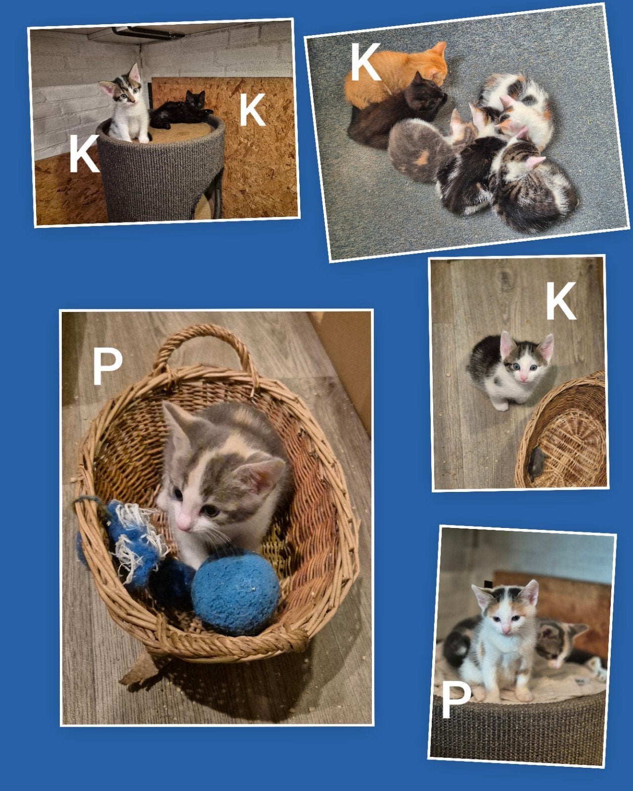 kittens, Dieren en Toebehoren, Katten en Kittens | Raskatten | Korthaar, Meerdere dieren, Ontwormd, 0 tot 2 jaar