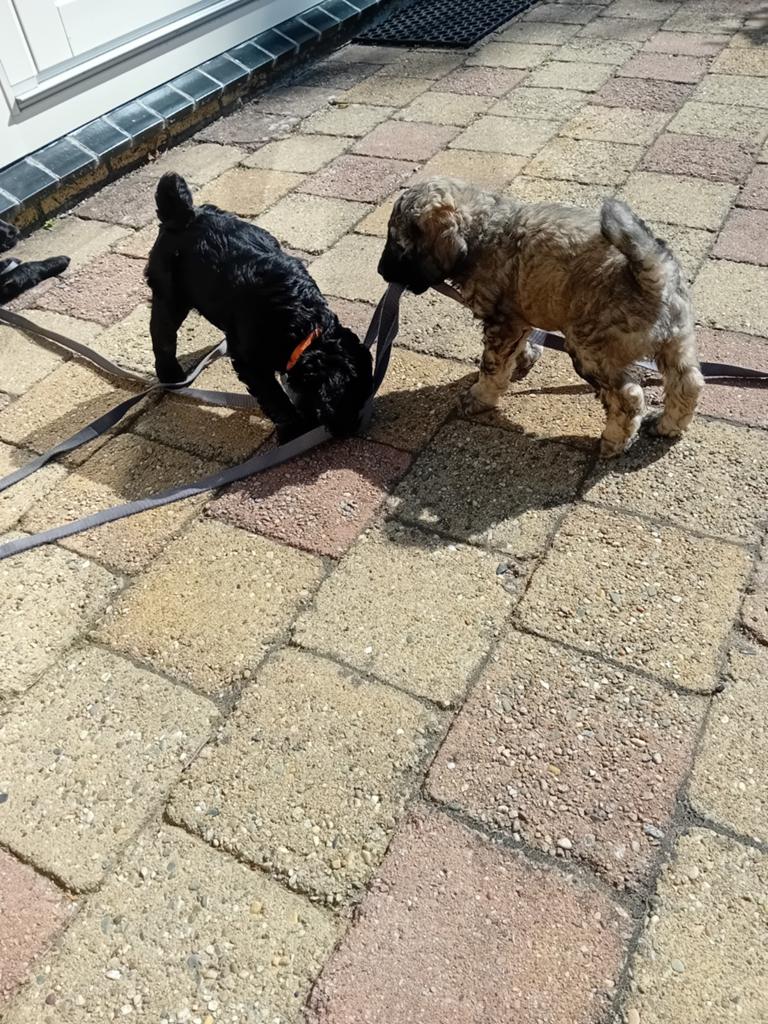 Nog een paar mooie, lieve, sociale labradoodle pups, Overige rassen, 8 tot 15 weken, Parvo, Meerdere