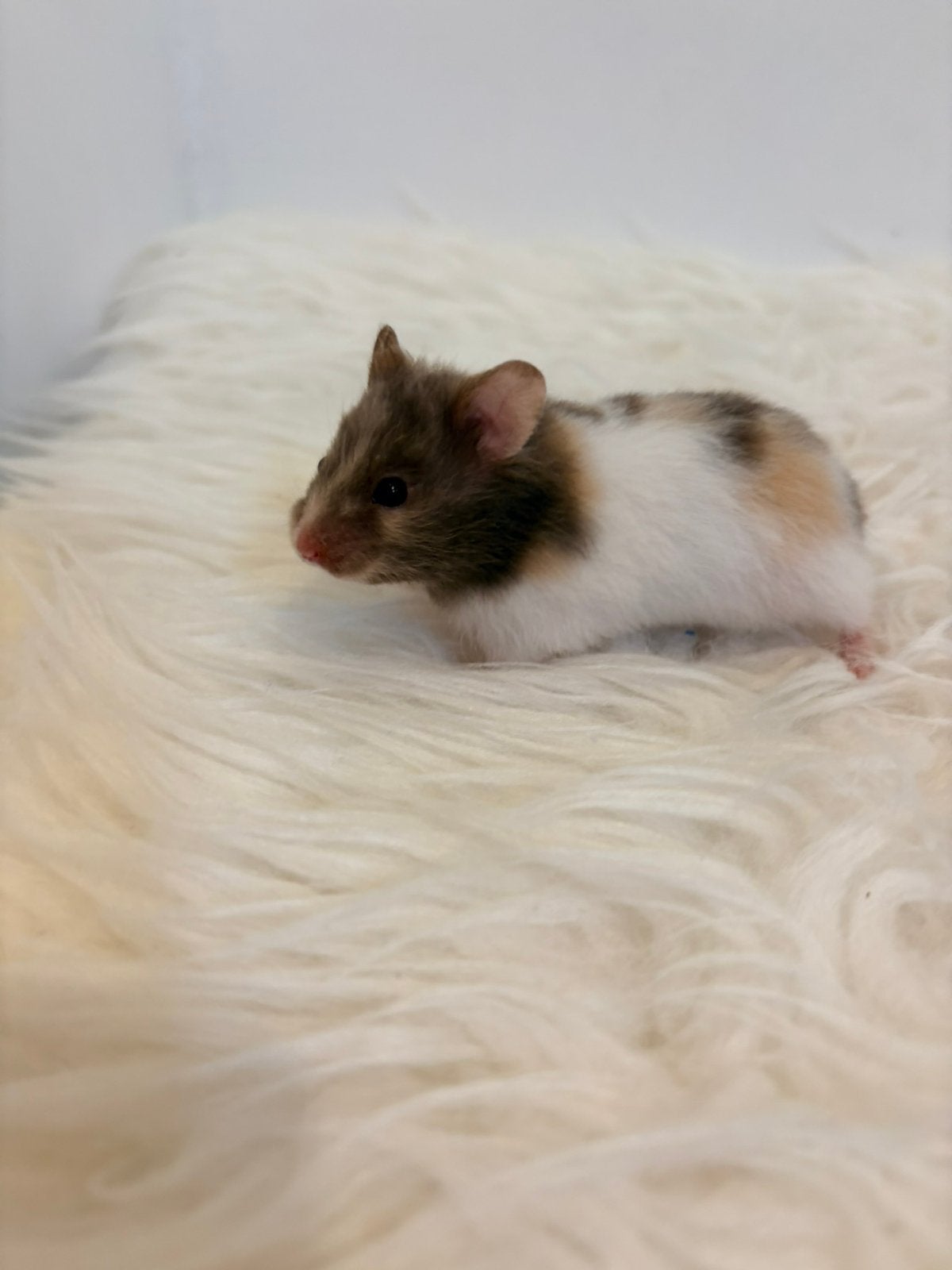 Te koop syrische hamster / goudhamster, Dieren en Toebehoren, Hamster, Augustus, Meerdere dieren, Tam