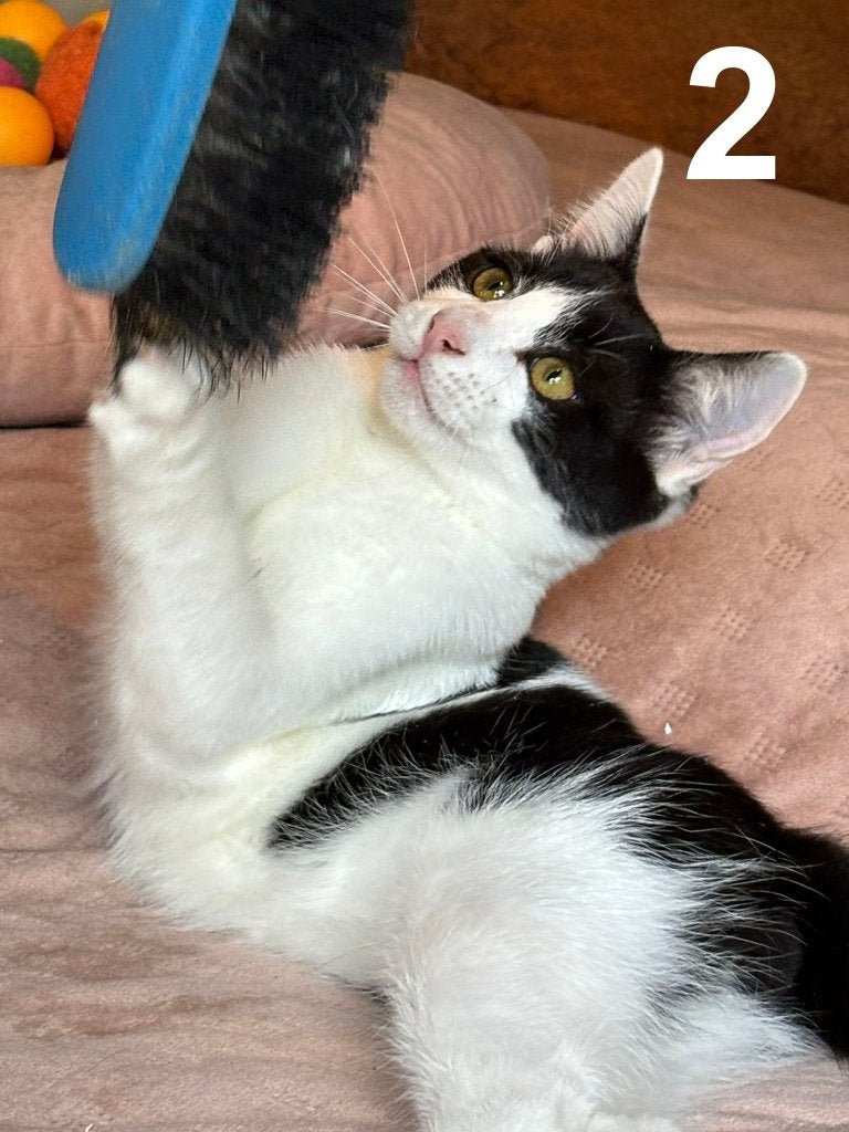 Kittens zoeken een eigen match (5 mnd) - ontvlooit ontwormd, Dieren en Toebehoren, Meerdere dieren, Kortharig