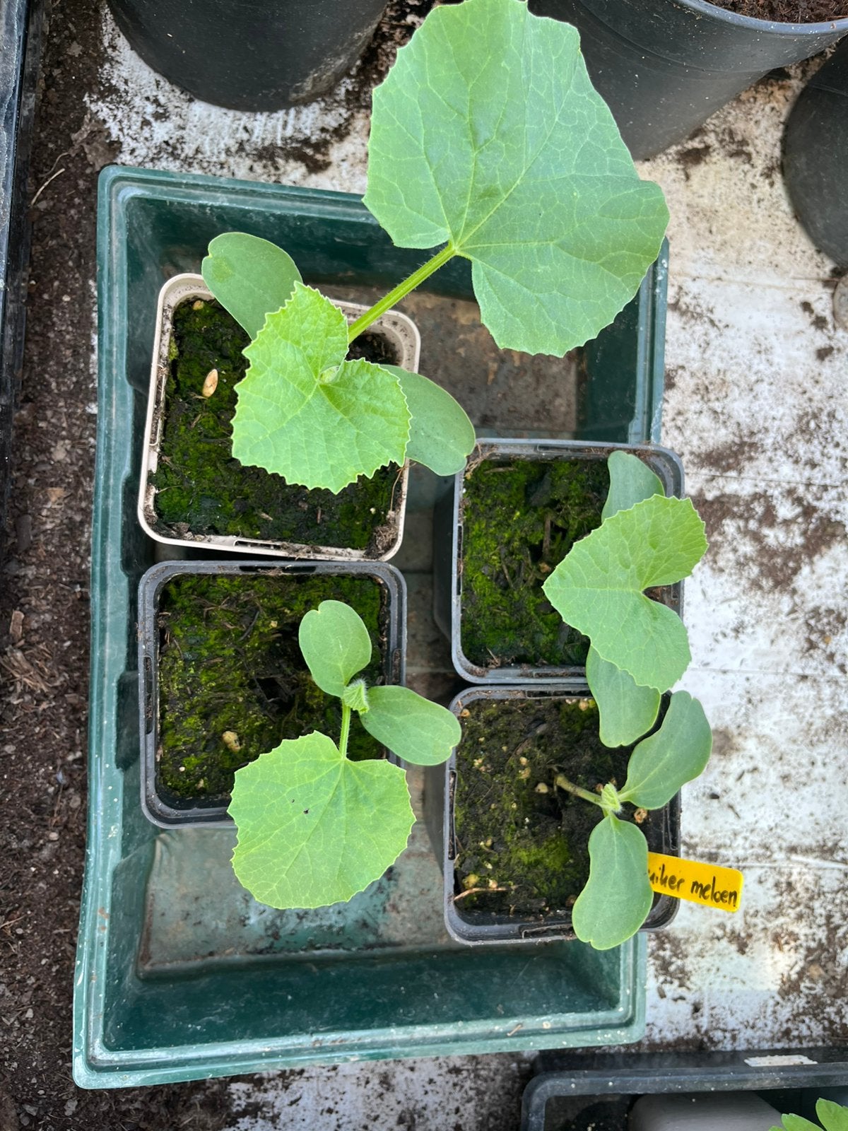Suikermeloen plantjes, Tuin en Terras, Ophalen, Eenjarig, Groenteplanten, Volle zon