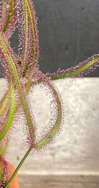 Bladstek Drosera Binata, Bloeiende kamerplant, Ophalen of Verzenden, Overige soorten