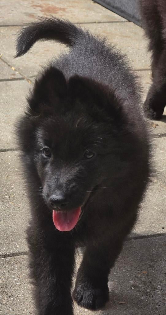 Prachtige x herder puppies te koop mogen meteen mee verhuize, Dieren en Toebehoren, Honden | Herdershonden en Veedrijvers, Parvo