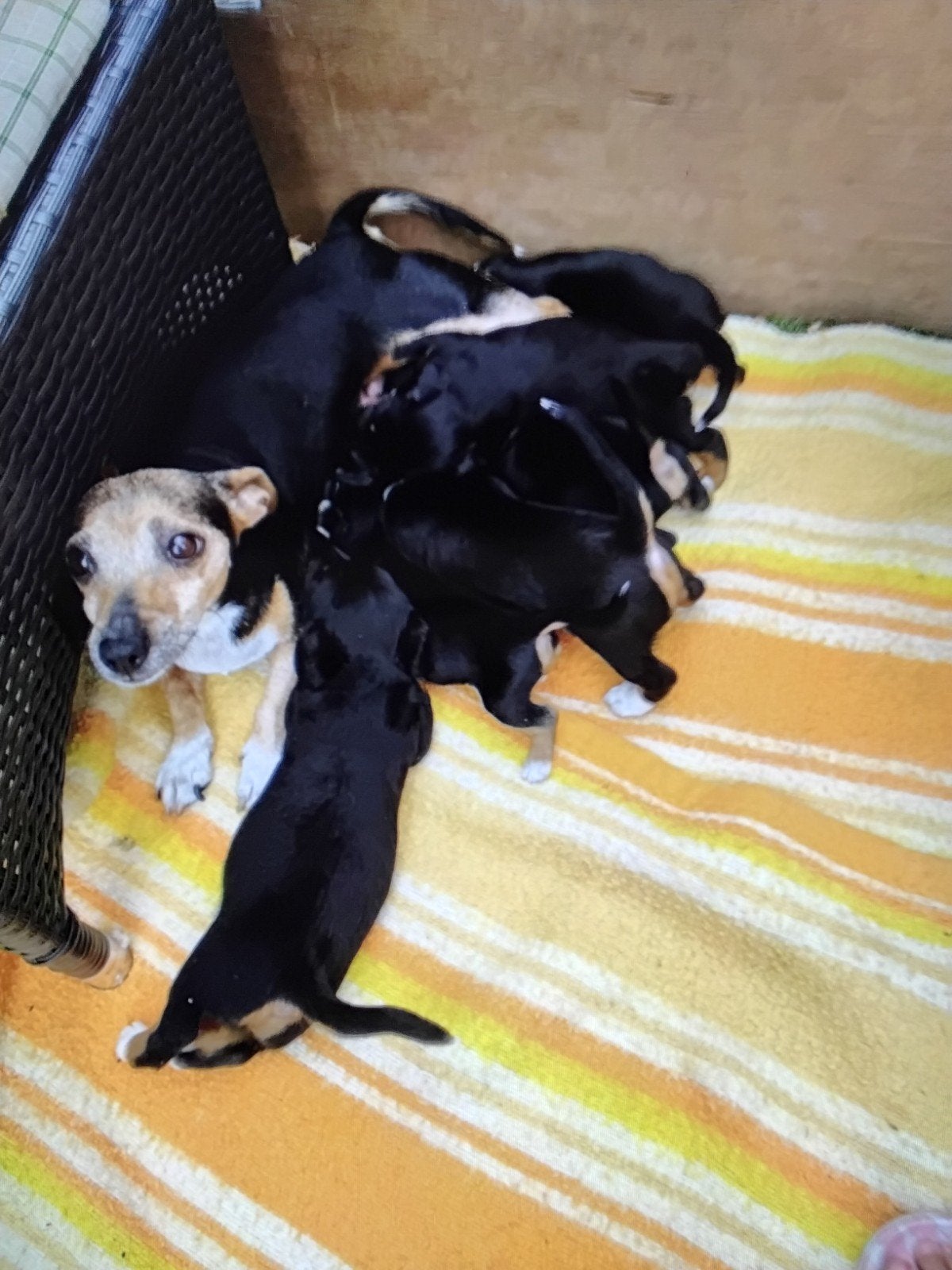jack russells, Dieren en Toebehoren, Honden | Jack Russells en Terriërs, Jack Russell Terriër, 8 tot 15 weken, Meerdere, Meerdere dieren