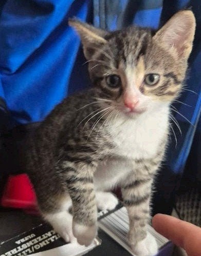 Kittens aangeboden. 3 vrouwtjes en 1 mannetje