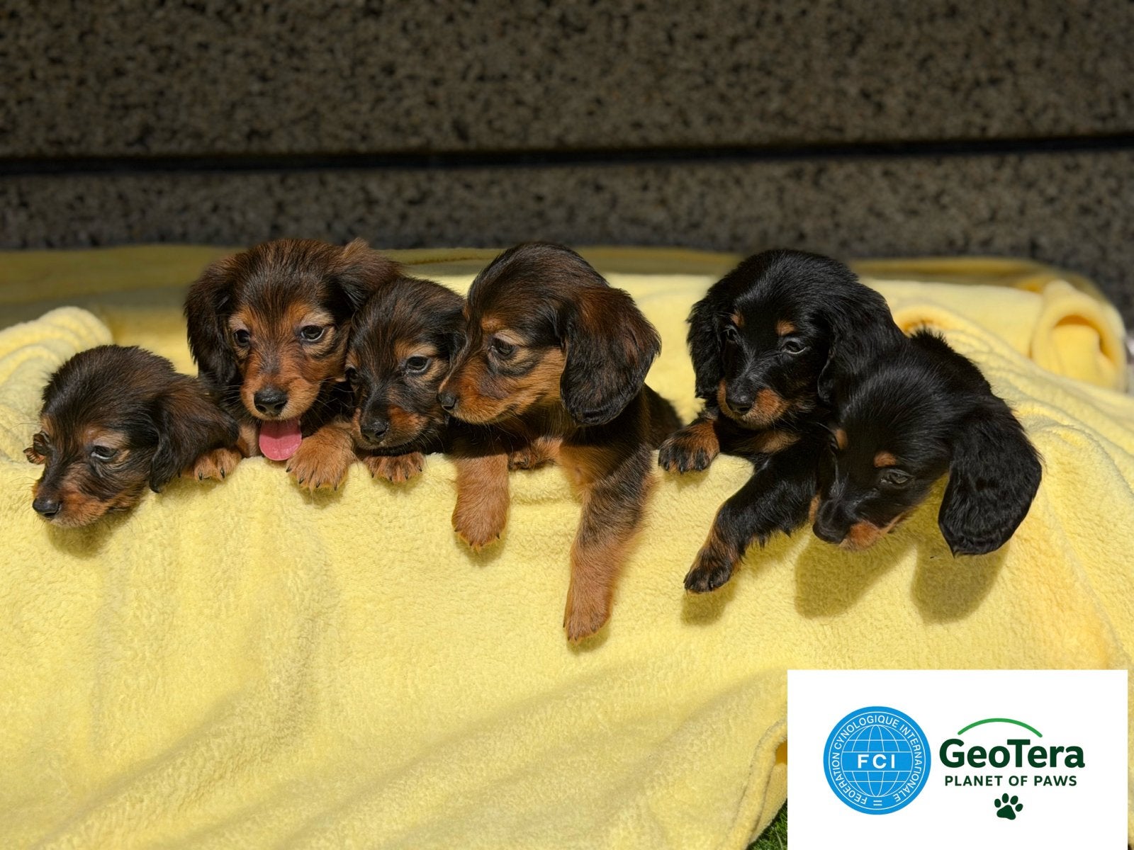 Langharige Teckelpups met stamboom, Dieren en Toebehoren, Standaard, 8 tot 15 weken, Buitenland, Langhaar