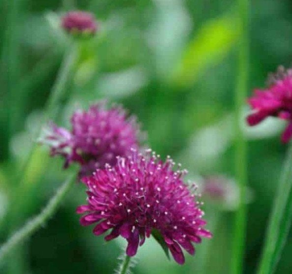 Knautia macedonica P9 - 500 stuks op voorraad, Overige soorten, Volle zon, Vaste plant, Ophalen of Verzenden