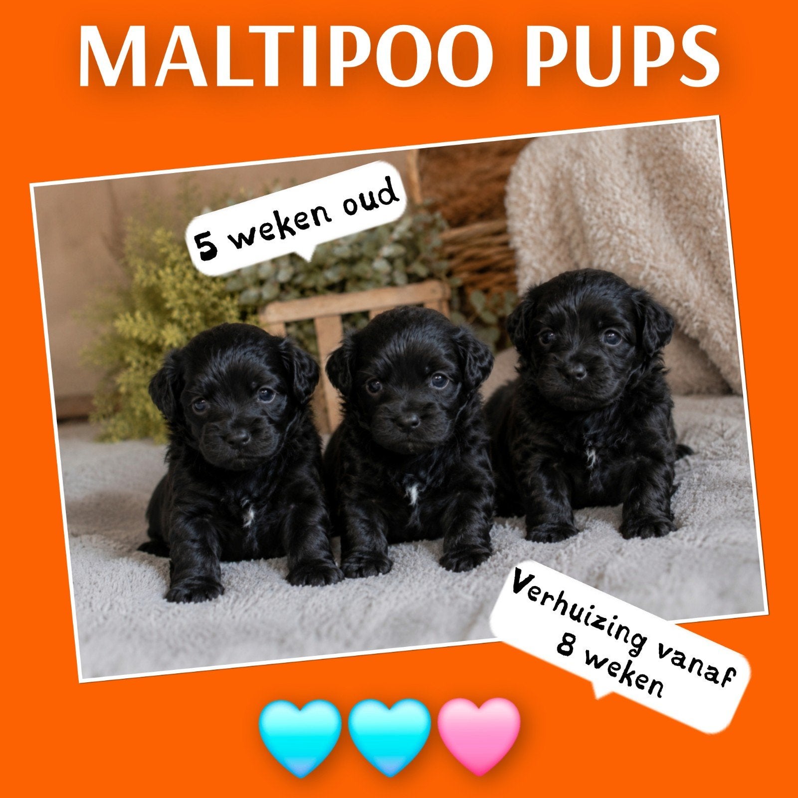 Laatste 3 Maltipoo pups~ Reservering mogelijk! 🏠15 juli, Parvo, Overige rassen, 8 tot 15 weken, Meerdere