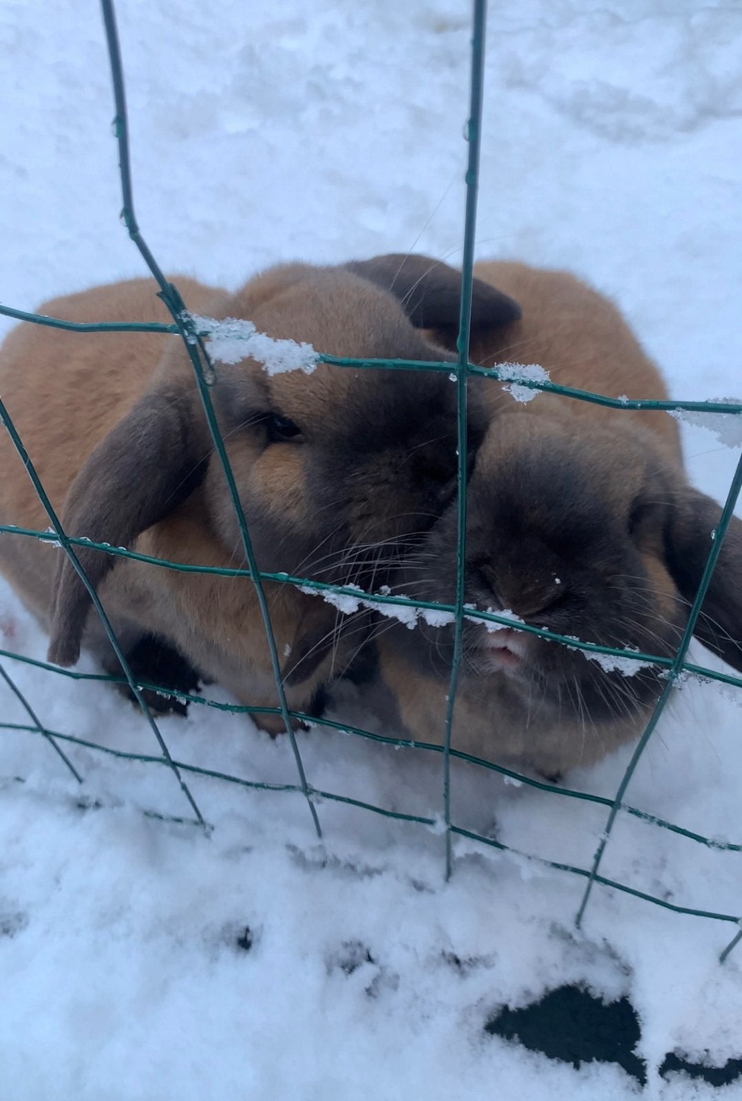 2 lieve aanhankelijke tamme konijnen, Dieren en Toebehoren, Konijnen, Meerdere dieren