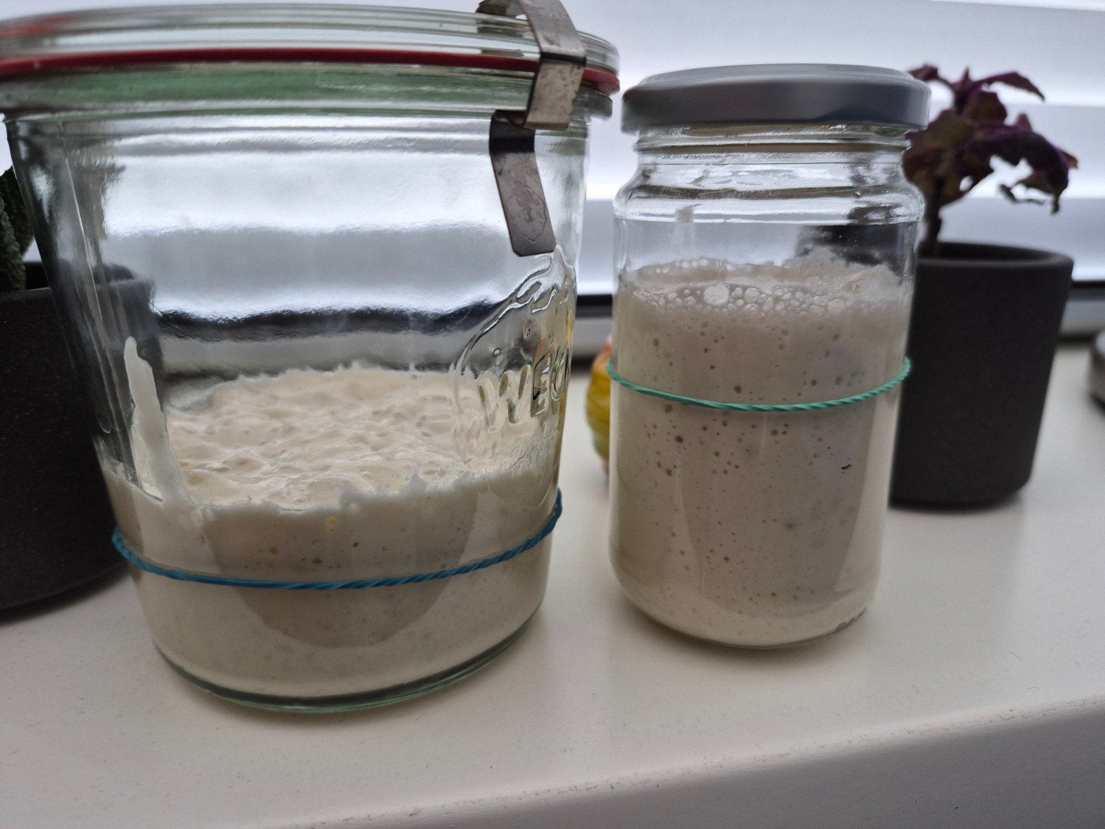 Active zuurdesem starter, Ophalen