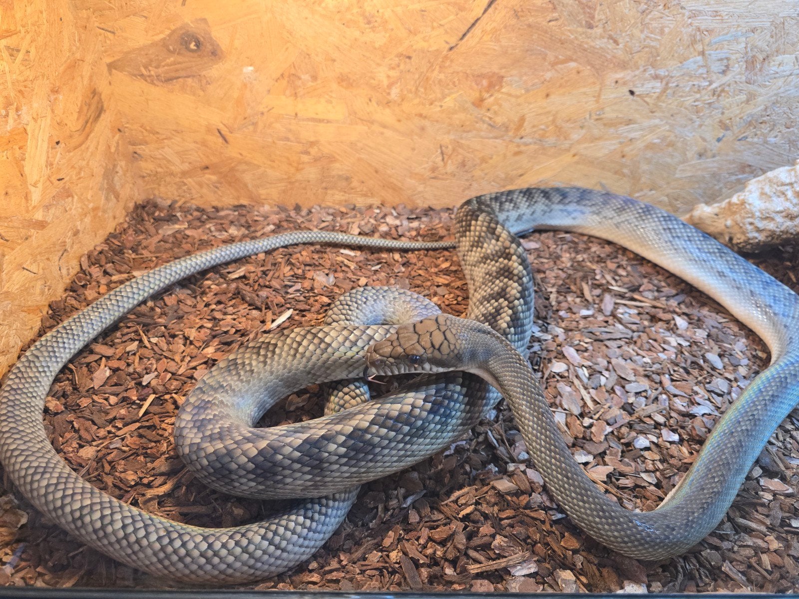 Vele reptielen ook te reserveren voor houten., Hagedis, 0 tot 2 jaar
