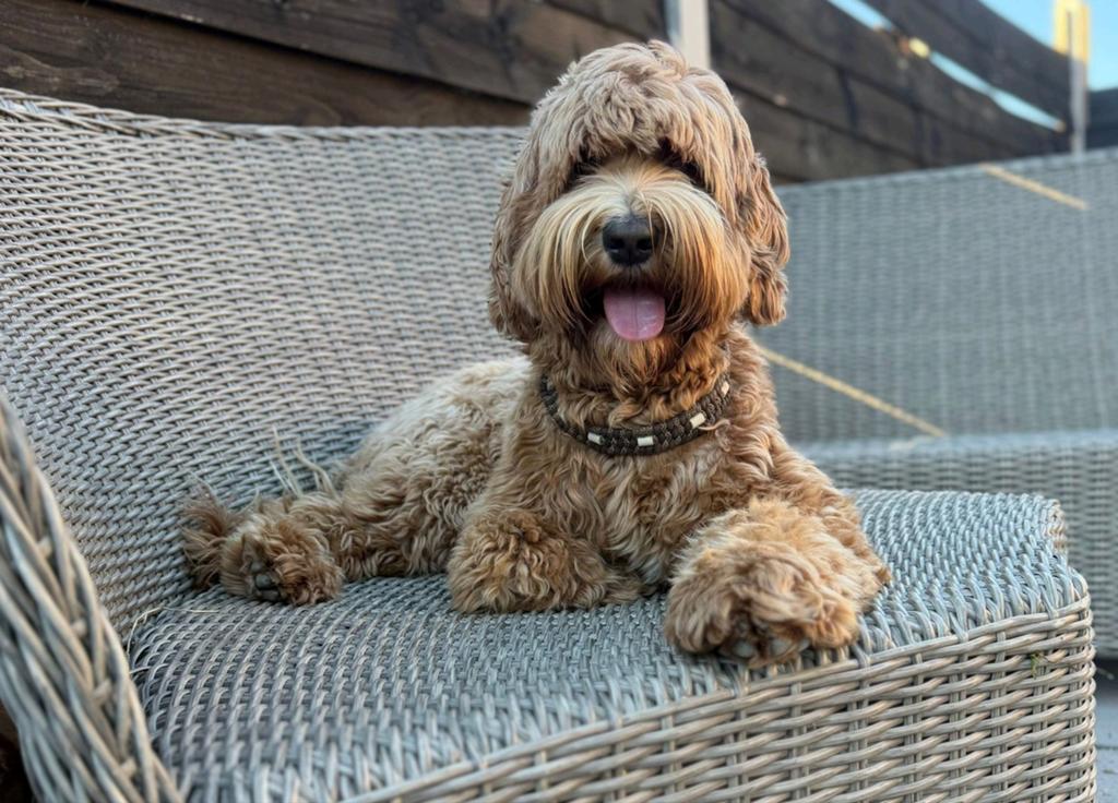 Australian labradoodle teefje zoekt gastgezin, Dieren en Toebehoren, Honden | Retrievers, Spaniëls en Waterhonden, Overige rassen