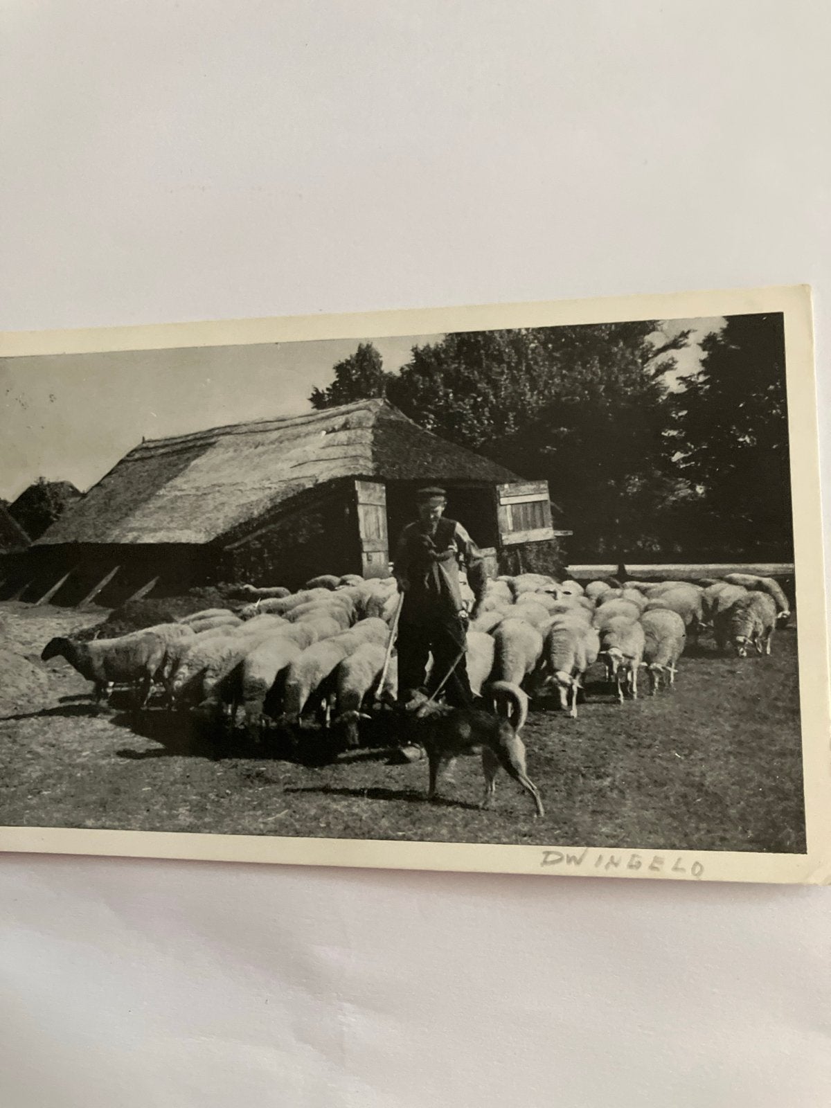 Oude Ansichtkaart Dwingeloo Schaapskudde Herder Hut, Ophalen of Verzenden, Voor 1920, Gelopen, Drenthe