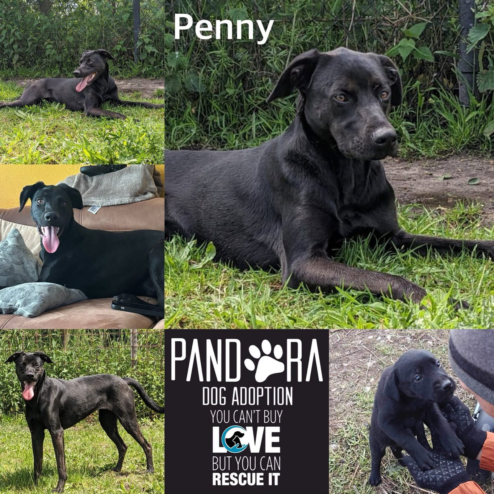 Lieve Penny zoekt een warm thuis voor de winter, Particulier, 1 tot 2 jaar, Buitenland, Teef