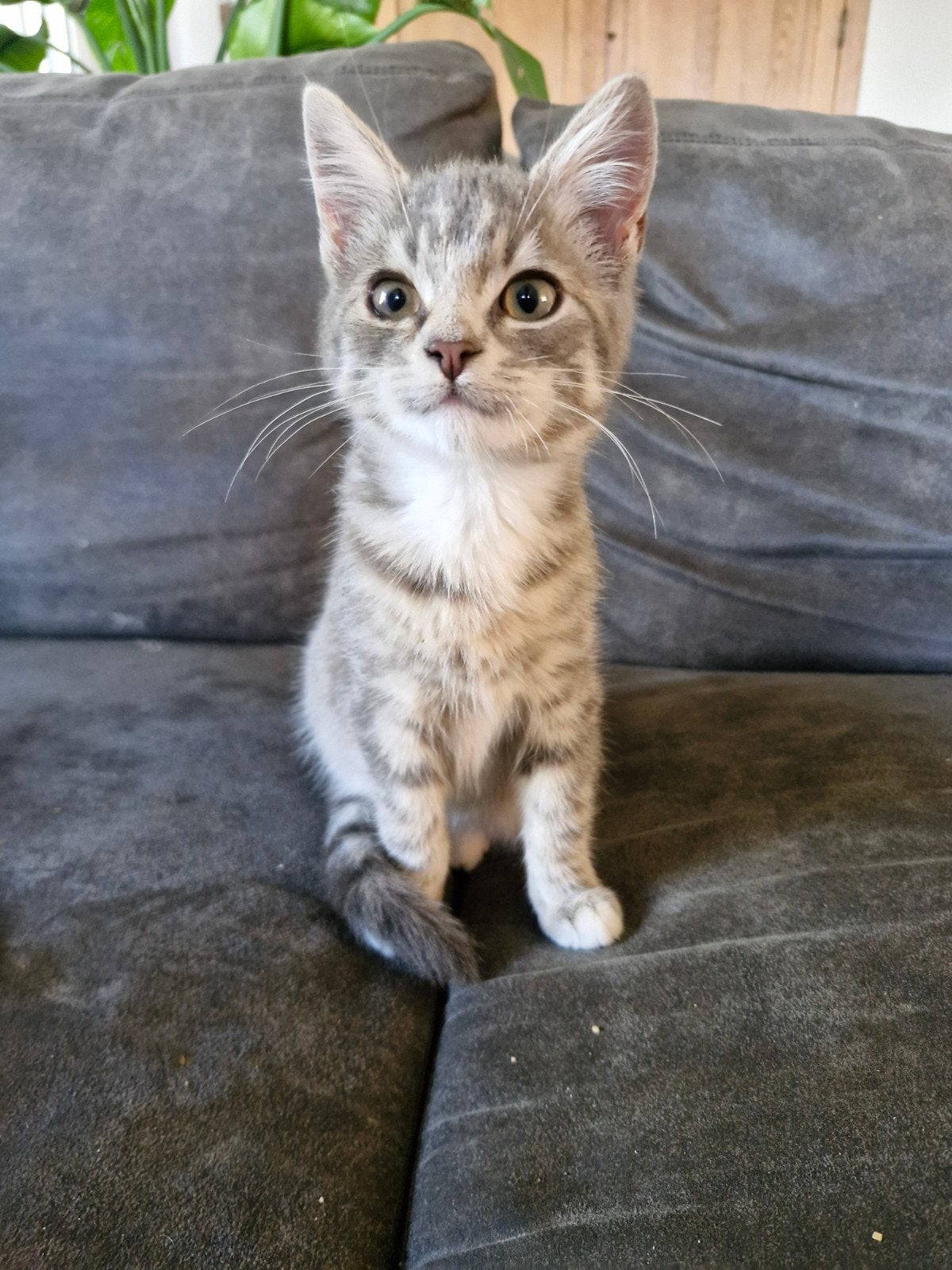 lieve speelse tijger muisgrijze zwart/witte kittens, Meerdere dieren