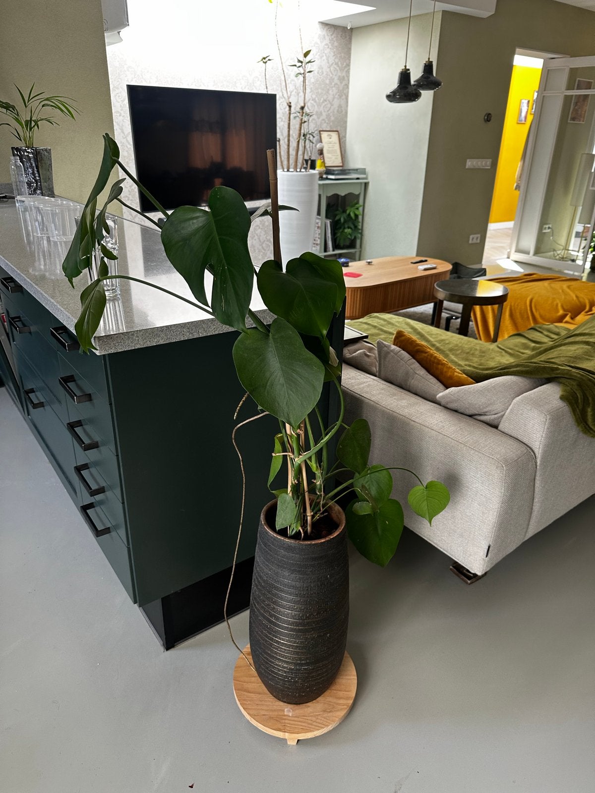 Monstera Deliciosa inclusief pot, Ophalen, Overige soorten, Halfschaduw, In pot