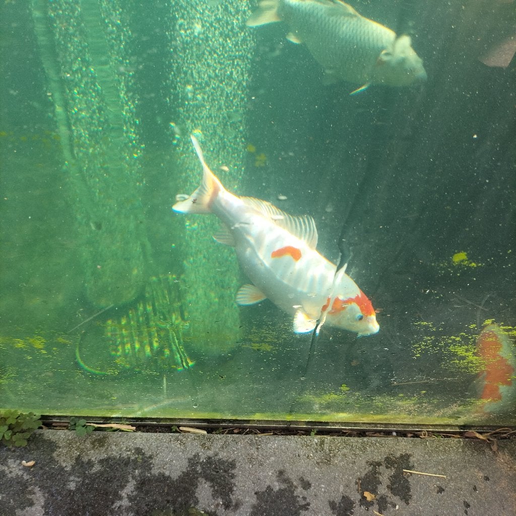 Doitsu hariwake Koi karpers, Karper of Koi