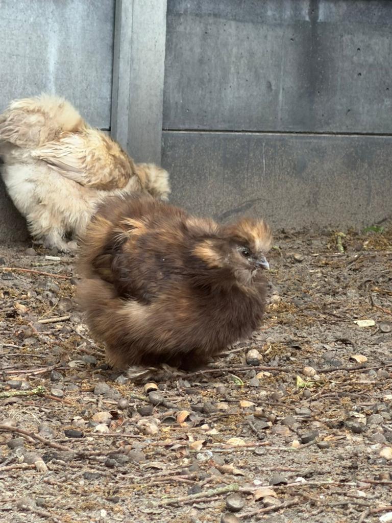 Zijdehoender hen, Dieren en Toebehoren, Pluimvee, Vrouwelijk, Kip