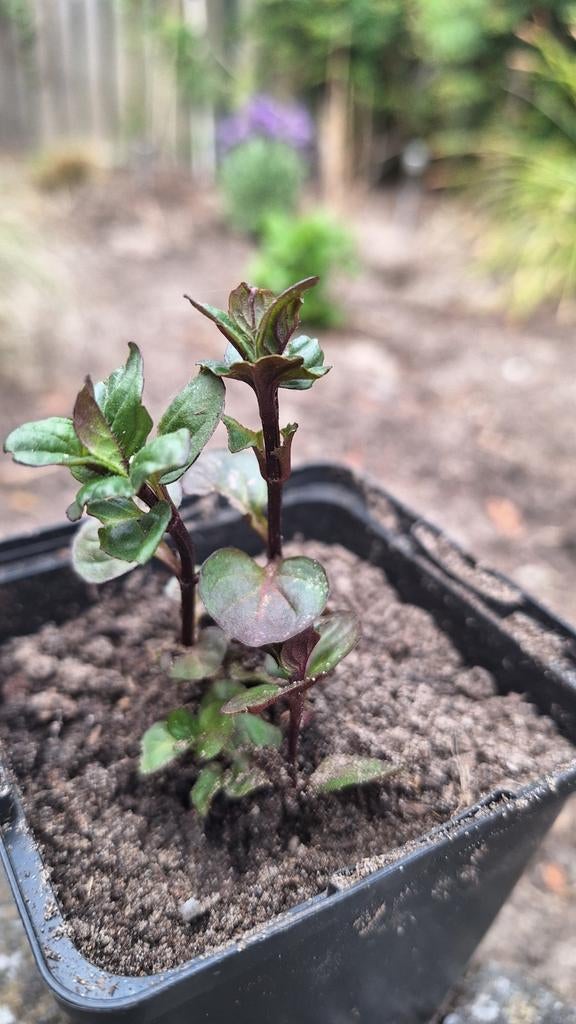 Bio sinaasappelmunt plantje, Tuin en Terras, Planten | Tuinplanten, Ophalen, Volle zon