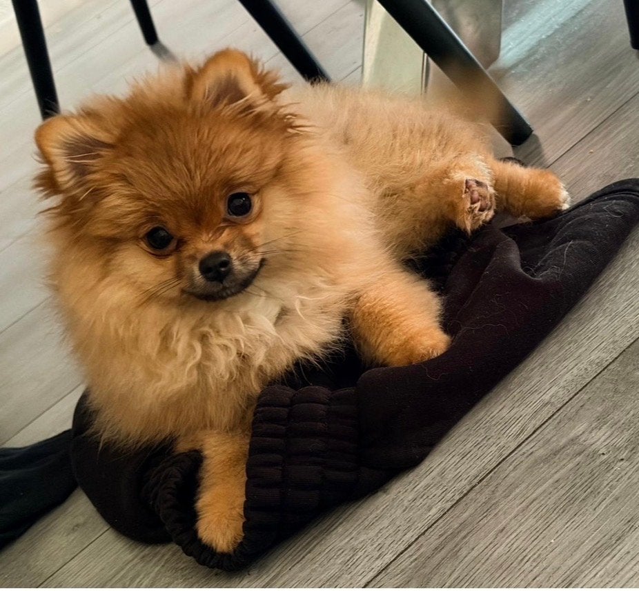 Pomeriaan teefje klein blijvend, Keeshond, 8 tot 15 weken, Teef, Parvo