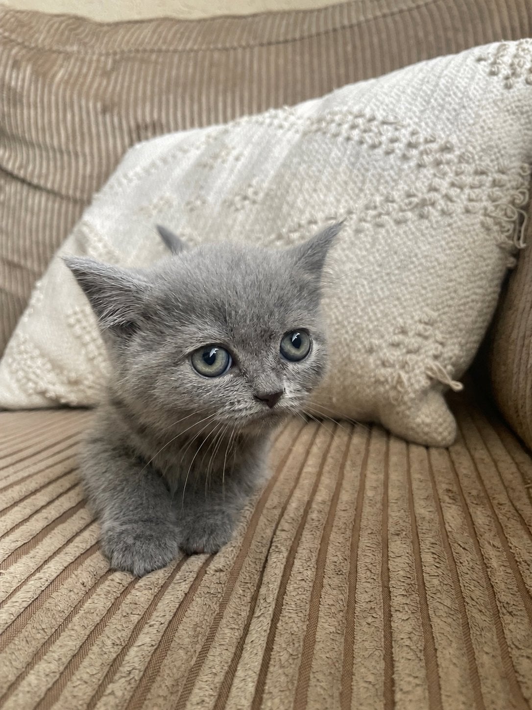 Britse Korthaar Kittens Huiselijk Opgegroeid Lief Raszuiver, Meerdere dieren, Ontwormd, 0 tot 2 jaar