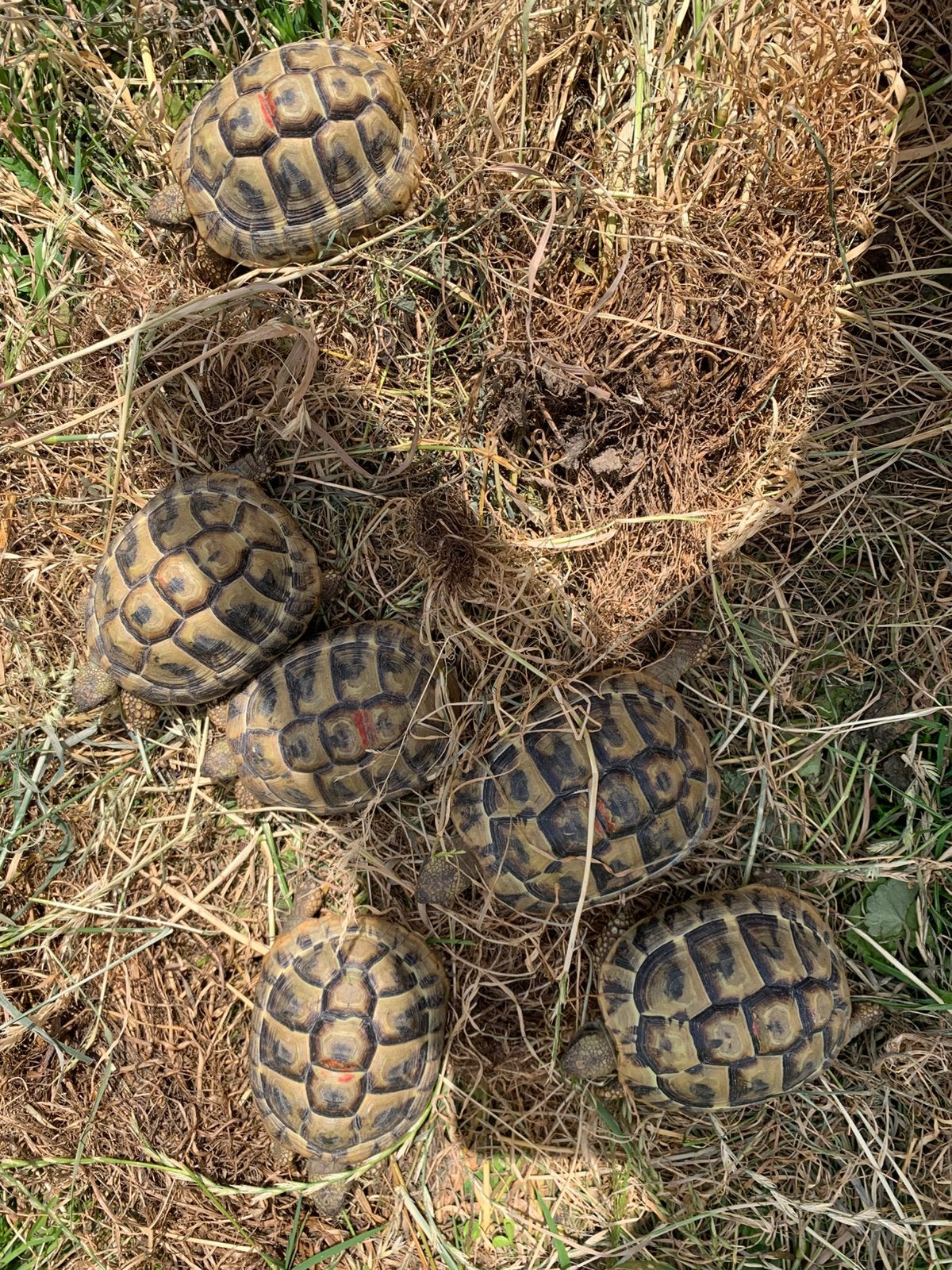 Griekse landschildpad - Testudo Hermanni Boetgerie, Dieren en Toebehoren, Schildpad