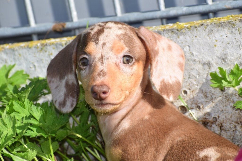 Teckel pups diverste kleuren, Dieren en Toebehoren, Honden | Teckels en Dashonden, België, 8 tot 15 weken, Korthaar, Dwerg