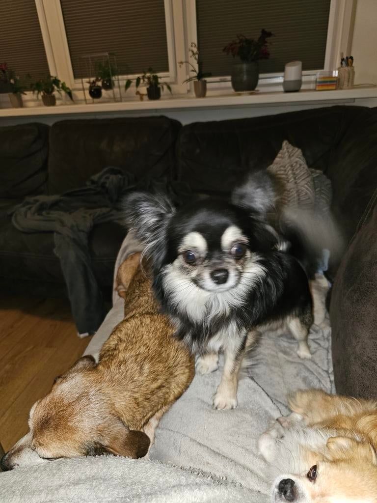 Chihuahua dekreu, Dieren en Toebehoren, Reu, 1 tot 2 jaar, Eén hond, Chihuahua