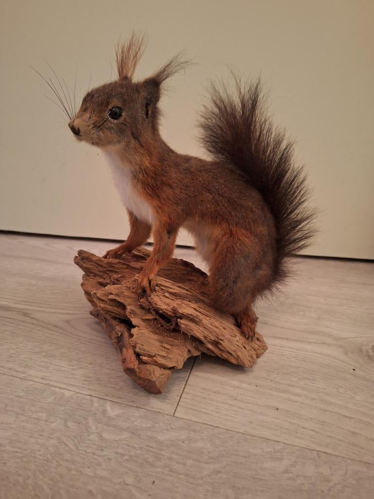 Eekhoorn opgezet. Opgezette eekhoorn. Taxidermie., Ophalen of Verzenden, Zo goed als nieuw, Wild dier, Opgezet dier